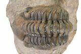Curled Reedops Trilobite - Atchana, Morocco #319927-3